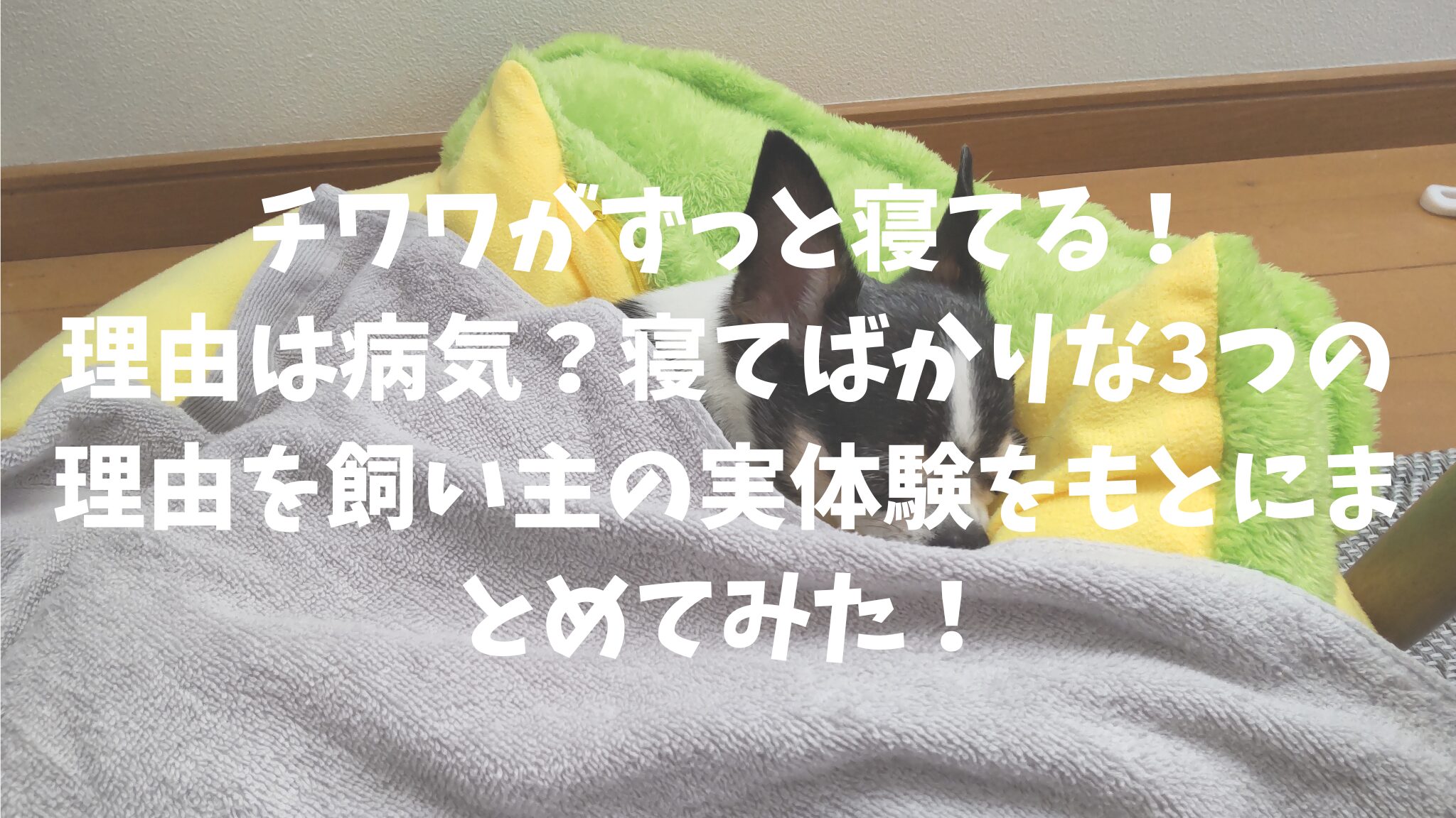 チワワがずっと寝てる！理由は病気？寝てばかりな3つの理由を飼い主の実体験をもとにまとめてみた！