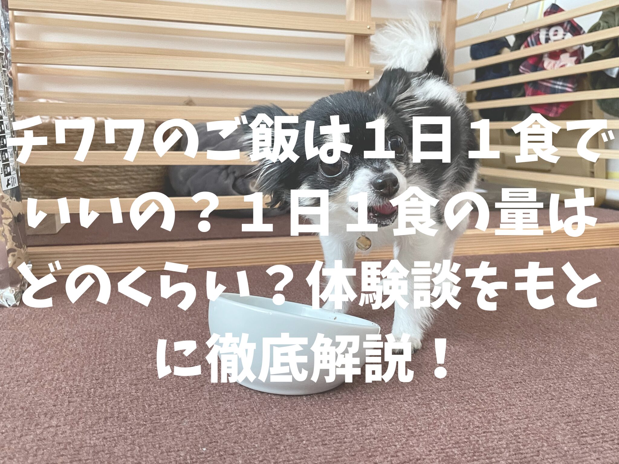 チワワのごはんは1日1食でいいの？1日1食の量はどのくらい？