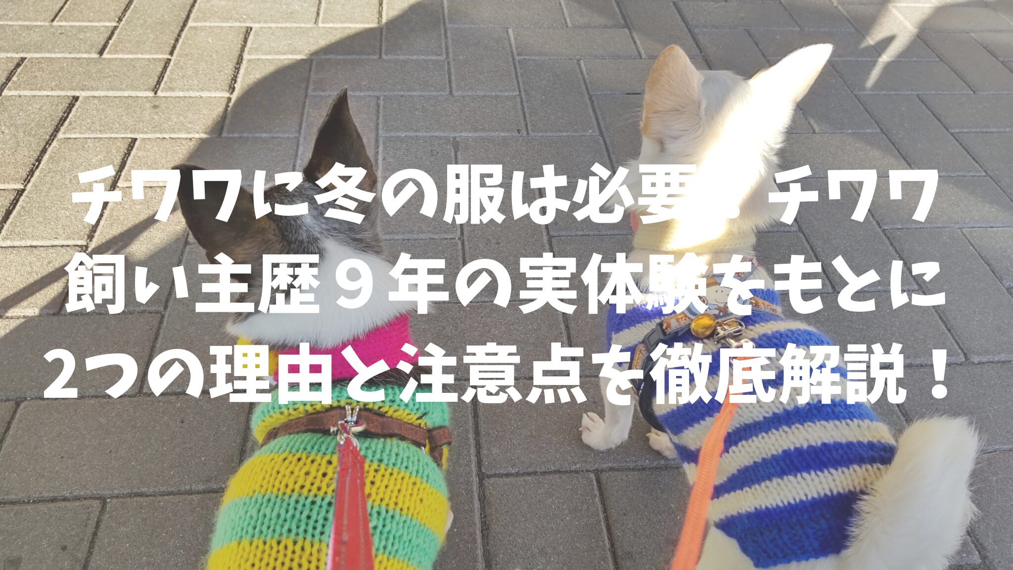 チワワに冬の服は必要？チワワ飼い主歴9年の実体験をもとに2つの理由と注意点を徹底解説！