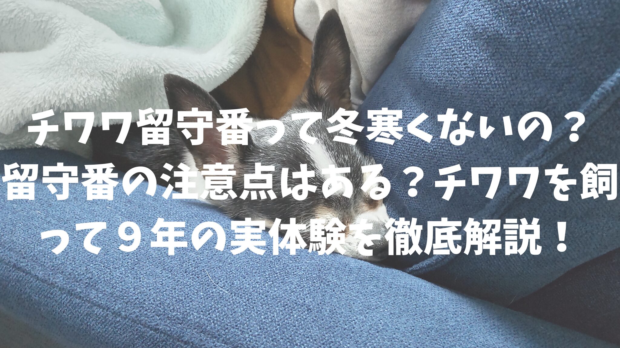 チワワの留守番って冬は寒くないの？留守番の注意点はある？チワワを飼って９年の実体験を徹底解説！