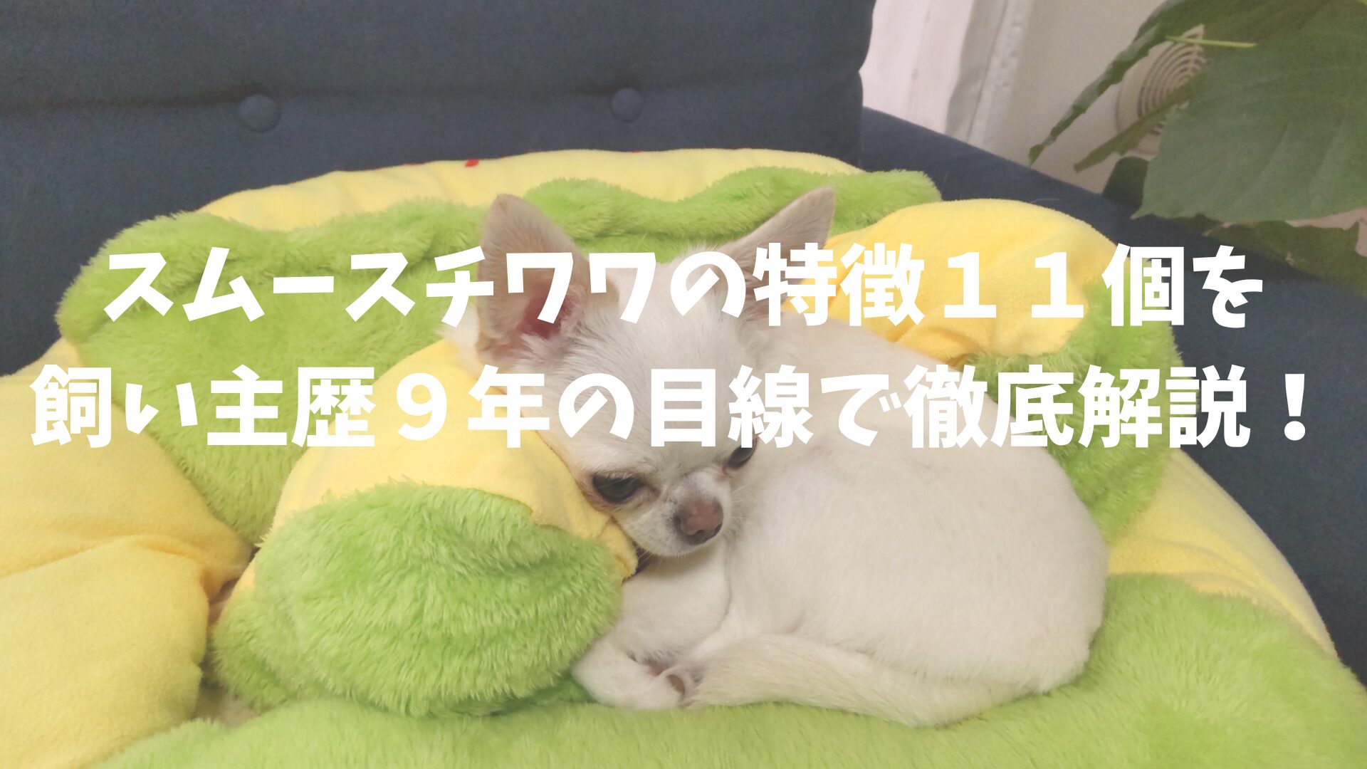 スムースチワワの特徴１１個を飼い主歴９年の目線で徹底解説！