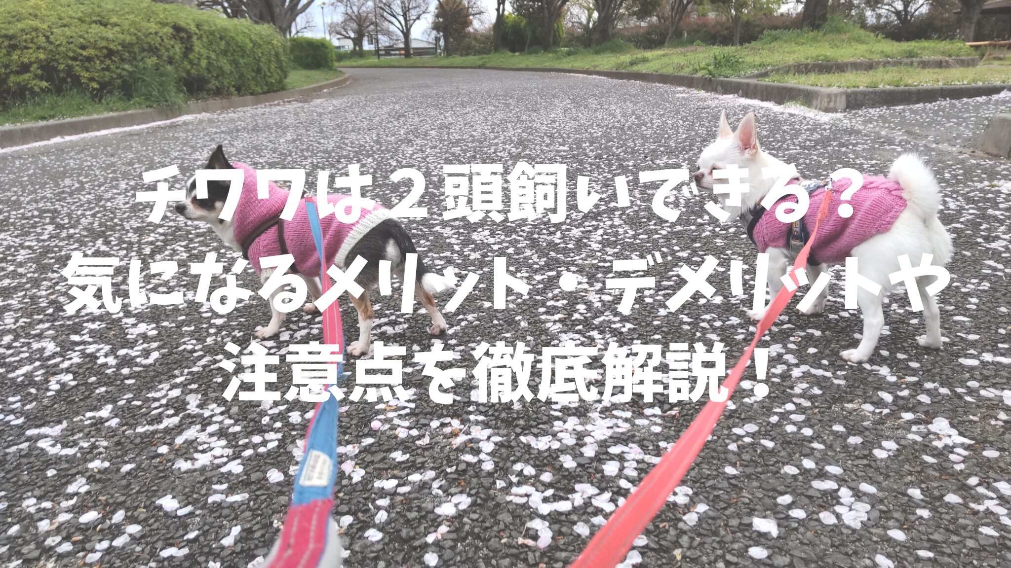 チワワは２頭飼いできる？