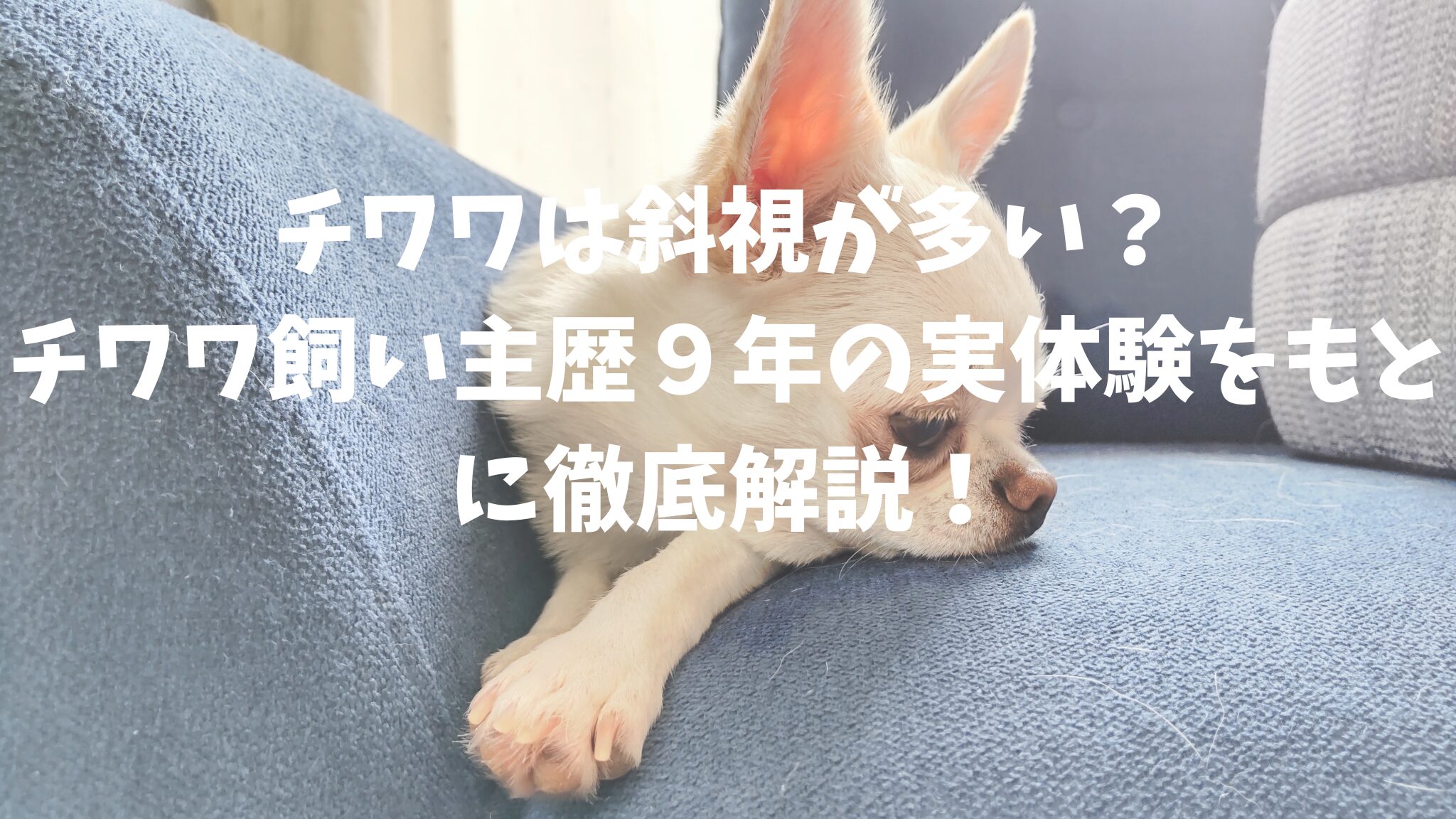 チワワは斜視が多い？