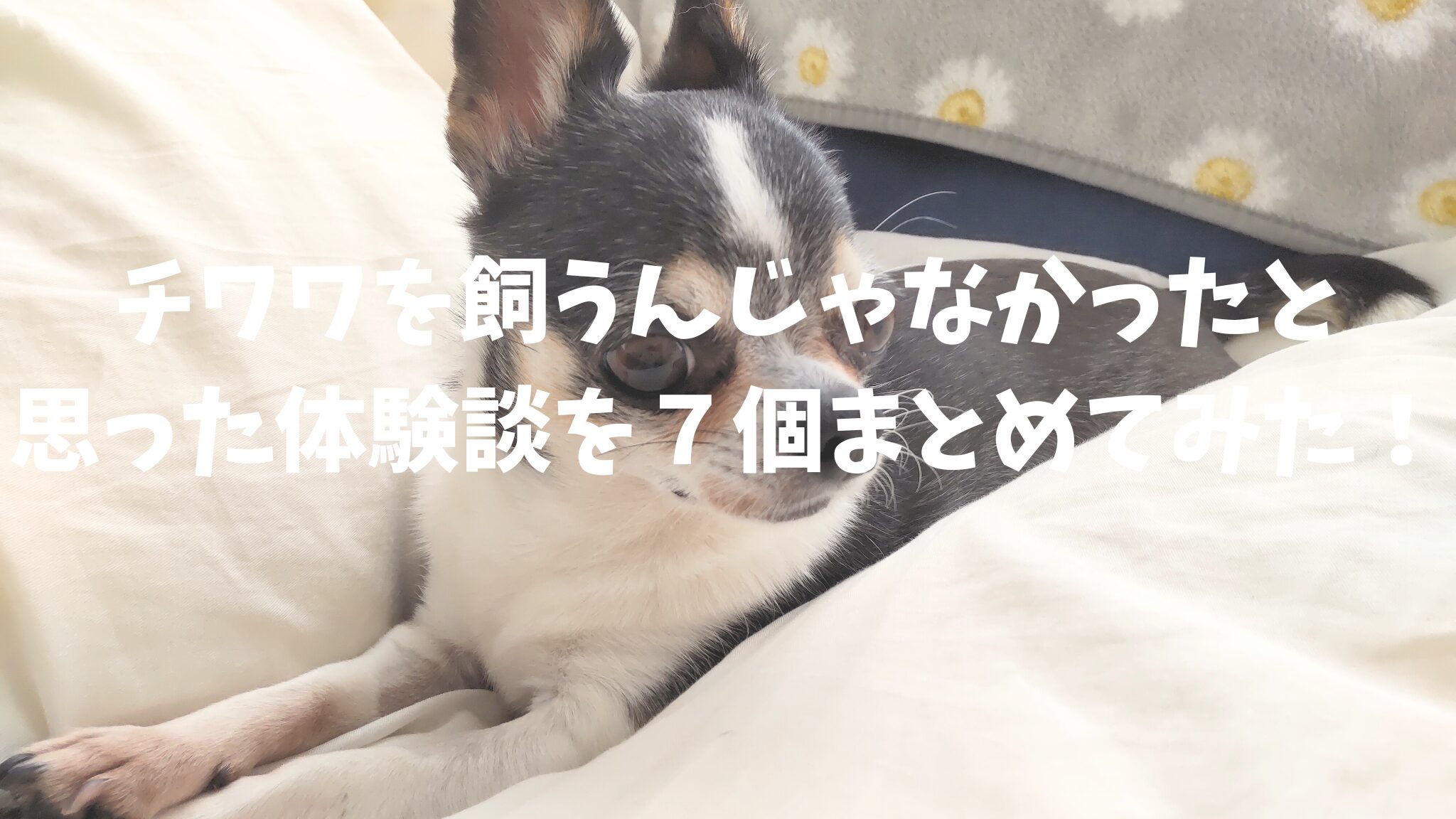 チワワを飼うんじゃなかったと思った体験談を７個まとめてみた！