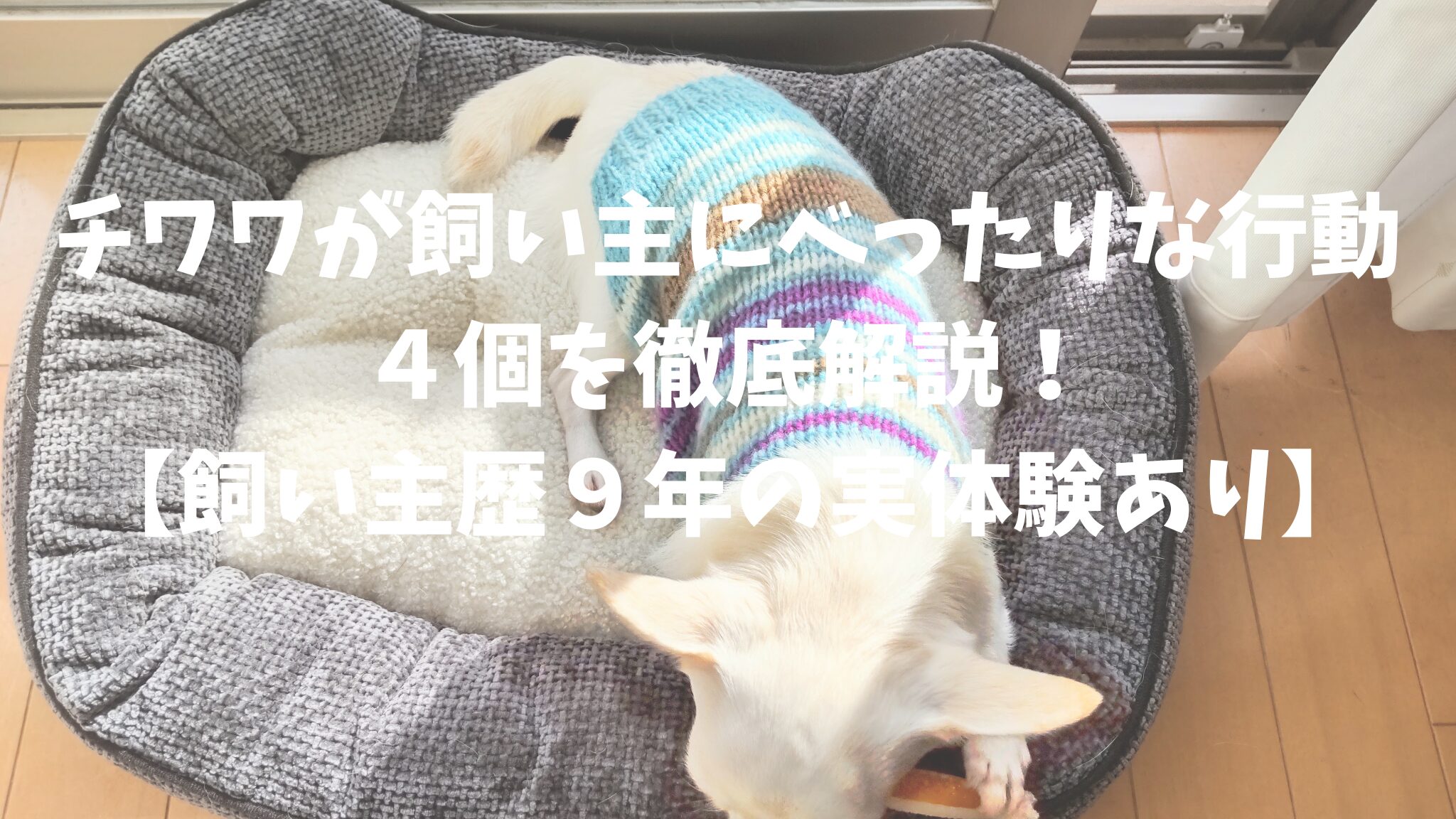 チワワが飼い主にべったりな行動４個を徹底解説！【飼い主歴９年の実体験あり】