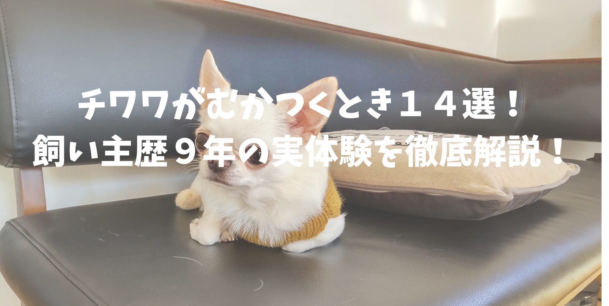 チワワがむかつくとき１４選！飼い主歴９年の実体験を徹底解説！