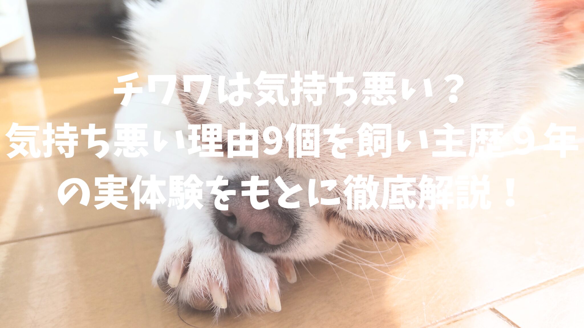 チワワは気持ち悪い？気持ち悪い理由9個を飼い主歴９年の実体験をもとに徹底解説！