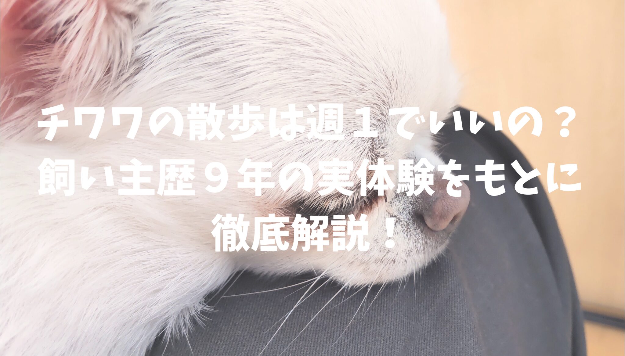 チワワの散歩は週１でいいの？飼い主歴９年の実体験をもとに徹底解説！