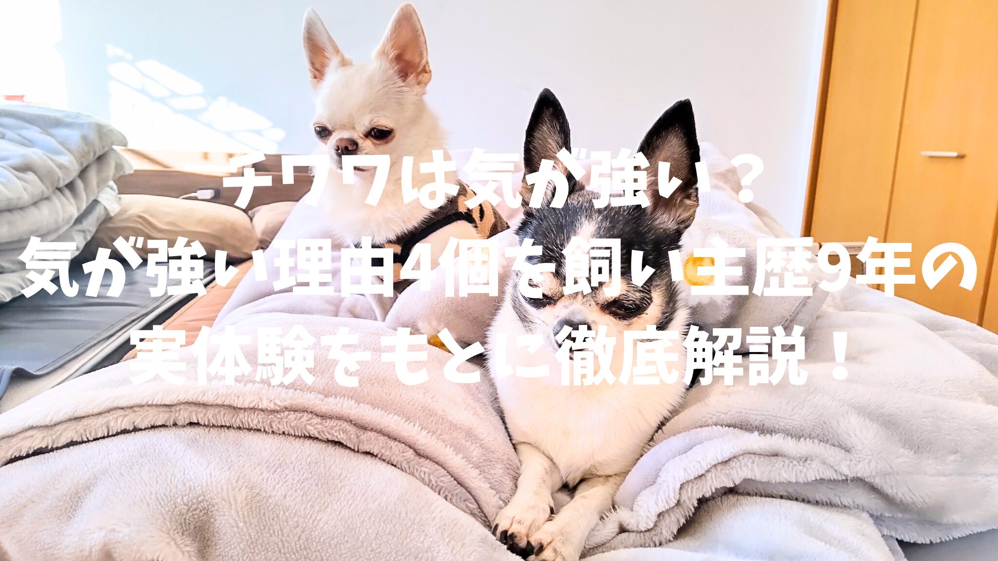 チワワは気が強い？気が強い理由4個を飼い主歴9年の実体験をもとに徹底解説！