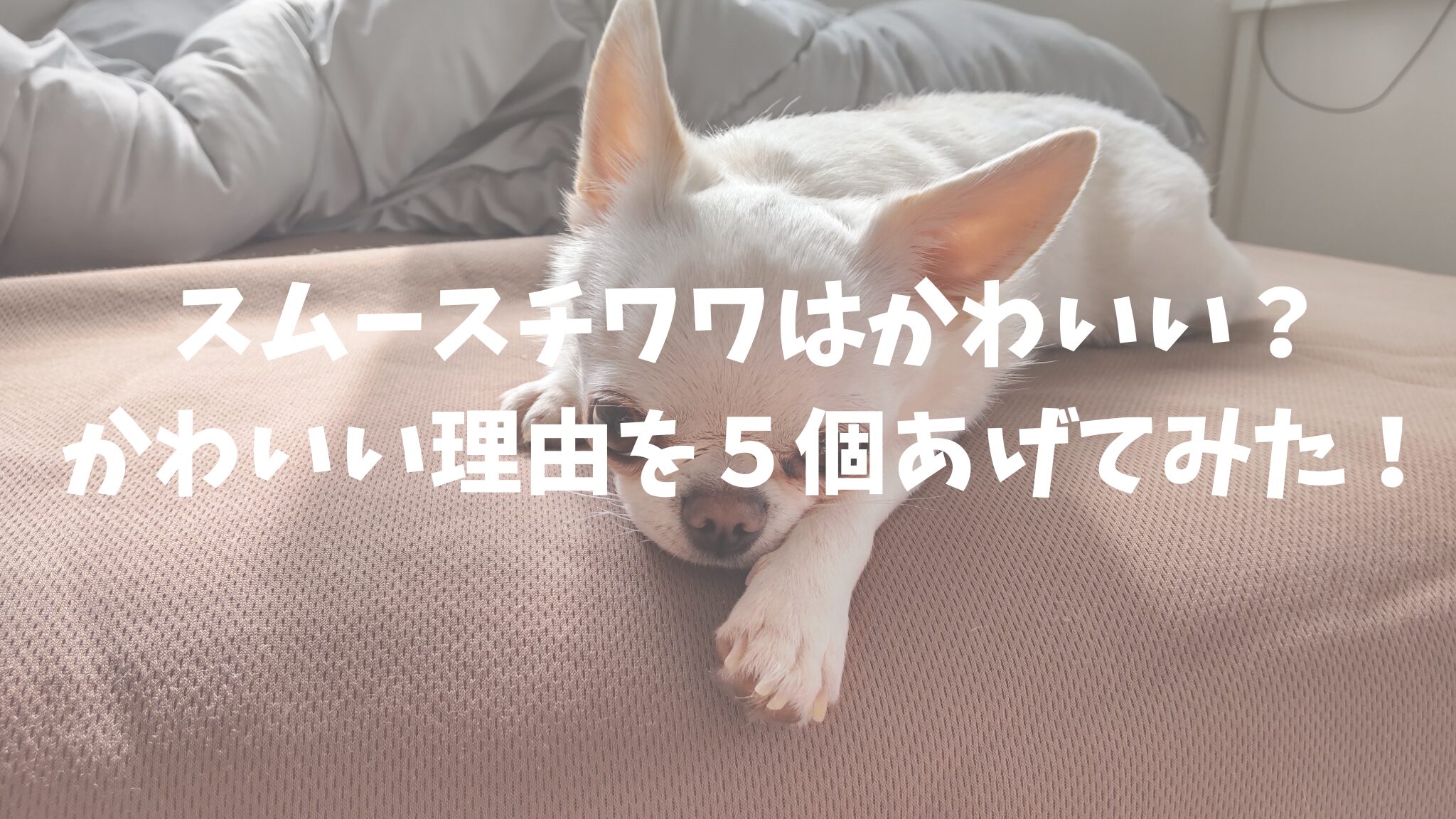 スムースチワワはかわいい？かわいい理由を５個あげてみた！