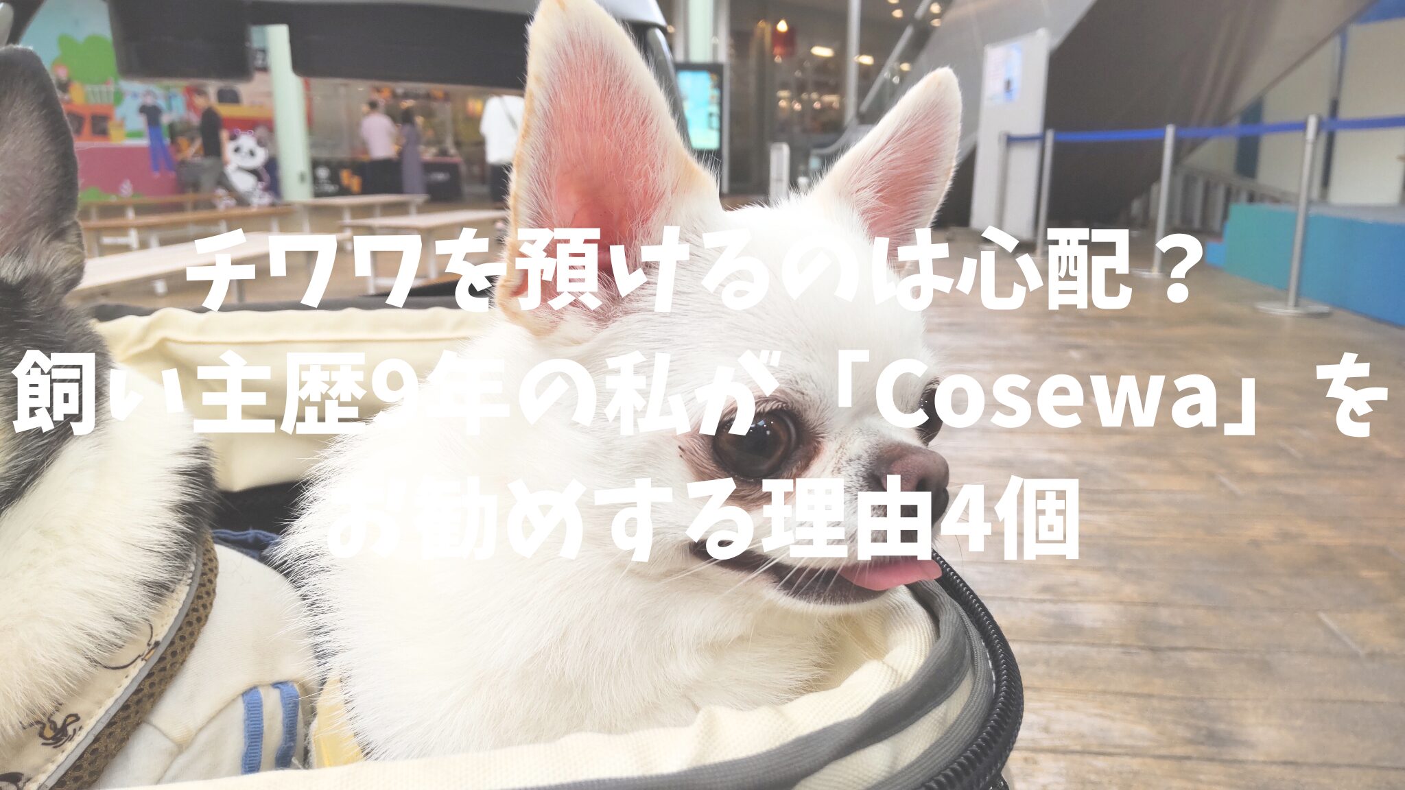 チワワを預けるのは心配？飼い主歴9年の私が「Cosewa」をお勧めする理由4個