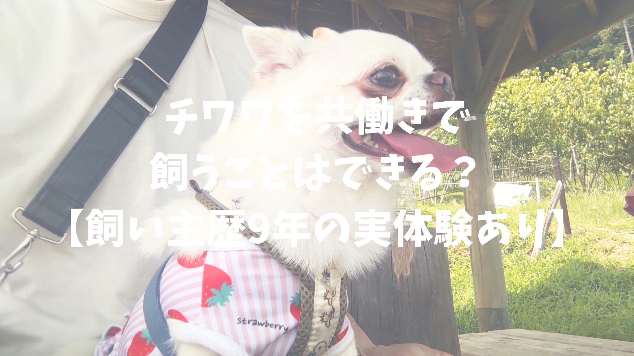 チワワを共働きで飼うことはできる？【飼い主歴9年の実体験あり】