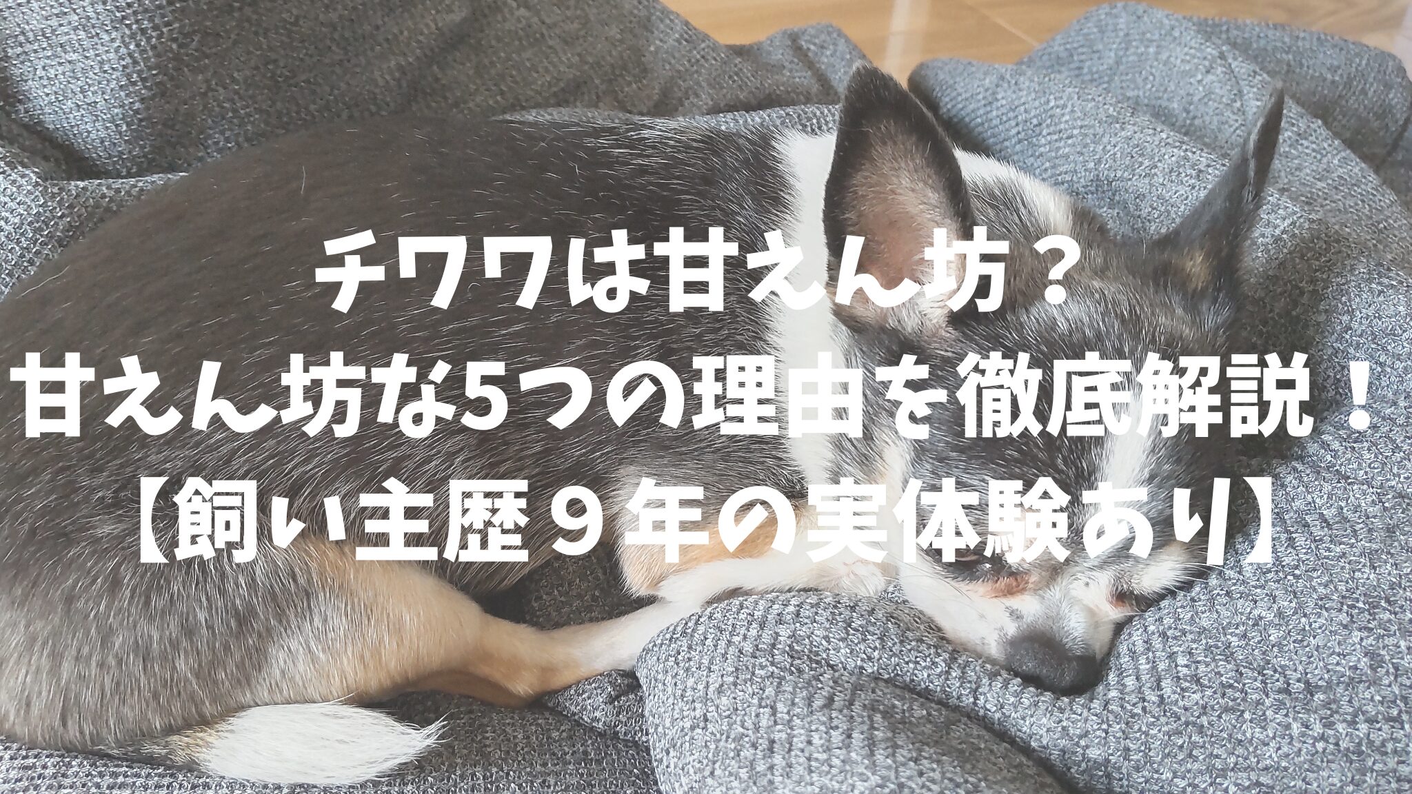 チワワは甘えん坊？甘えん坊な5つの理由を徹底解説！【飼い主歴９年の実体験あり】