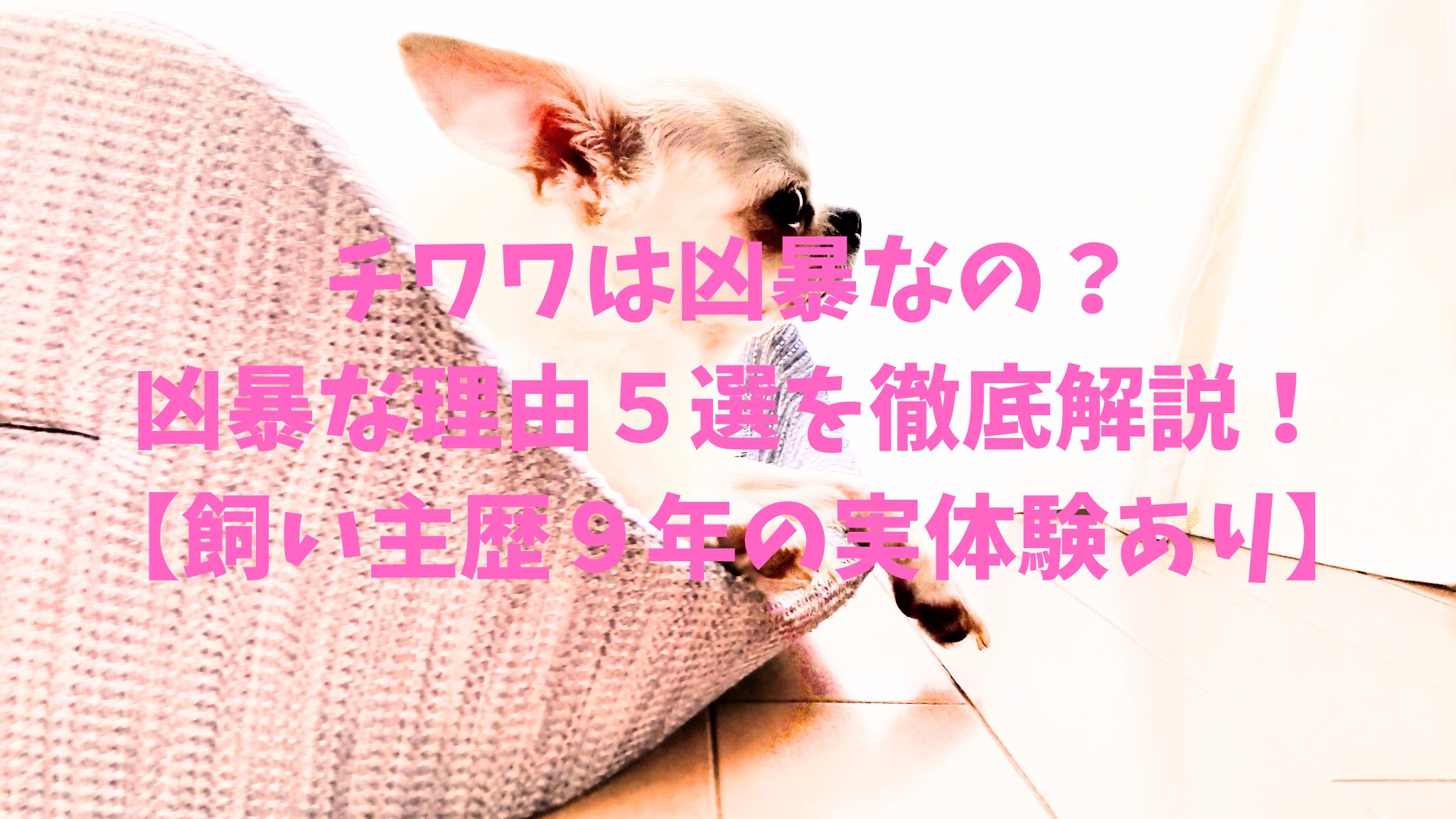 チワワは凶暴なの？凶暴な理由５選を徹底解説！【飼い主歴９年の実体験あり】
