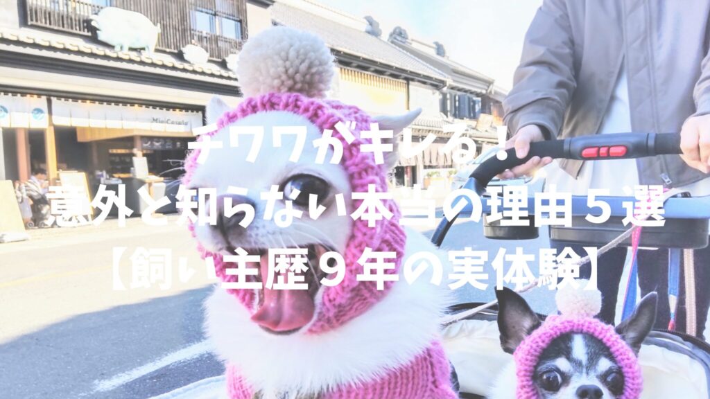 チワワがキレる！意外と知らない本当の理由５選【飼い主歴９年の実体験】