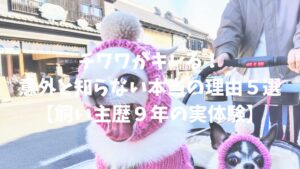 チワワがキレる!意外と知らない本当の理由5選【飼い主歴9年の実体験】