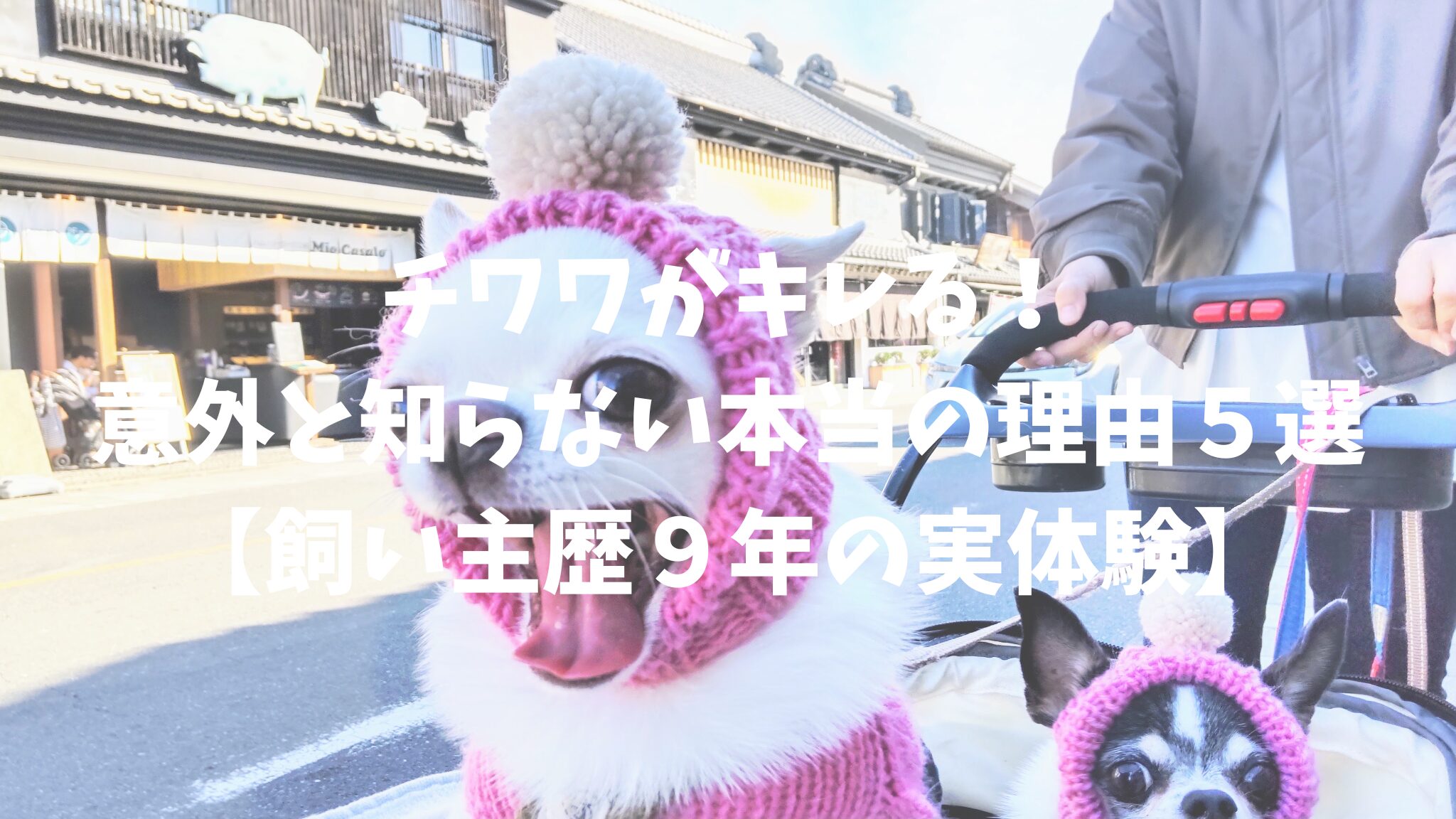 チワワがキレる！意外と知らない本当の理由５選【飼い主歴９年の実体験】