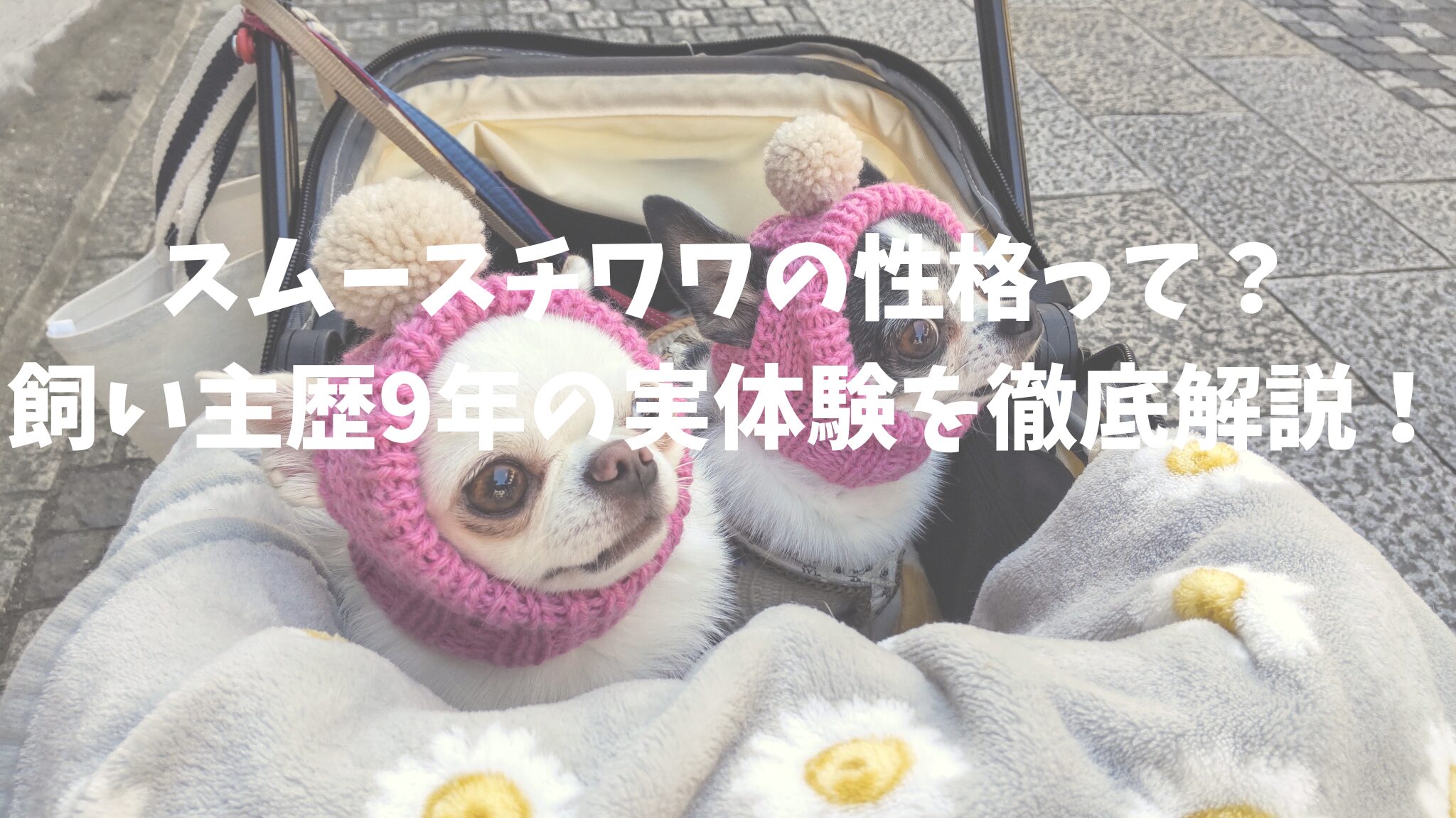 スムースチワワの性格って?飼い主歴9年の実体験を徹底解説!